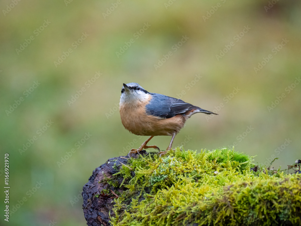 Obraz premium Kleiber&nbsp;(Sitta europaea)