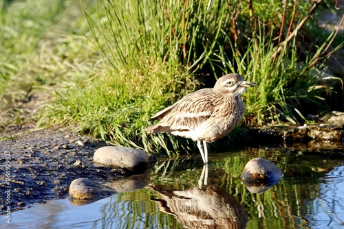 oiseau photo