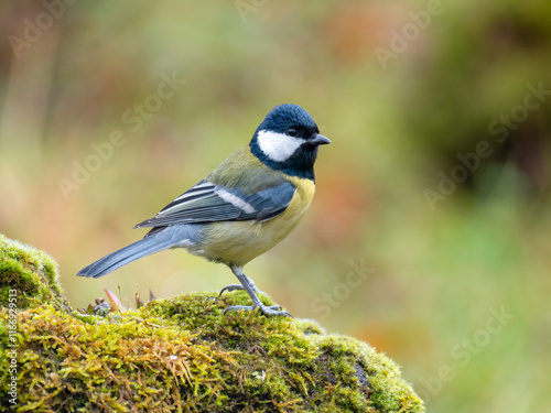  Kohlmeise (Parus major) photo