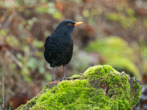 Amsel (Turdus merula) photo