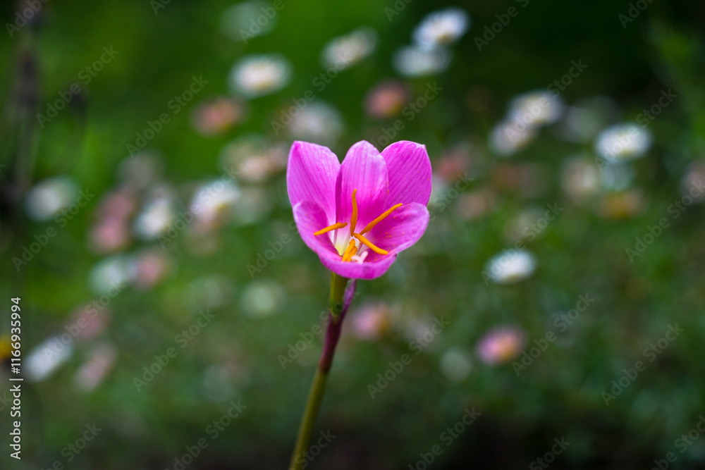 Zephyranthes carinata commonly known as a rosepink zephyr lily or pink rain lily. Zephyranthes carinata commonly known as a rosepink zephyr lily or pink rain lily.