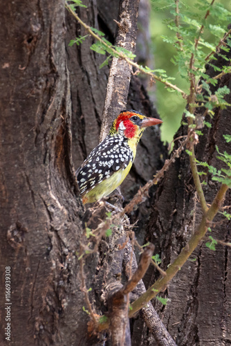 Red-and-yellow barbet (Trachyphonus erythrocephalus) sitting in Aacaia tree at Lake Manyara National Park in Tanzania East Africa photo