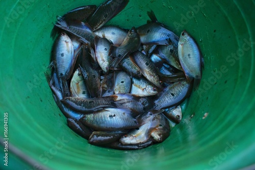 the catch of Trichopodus tricopterus fish or often called Swamp Sepat which is cleaned first before being cooked to be used as a side dish photo