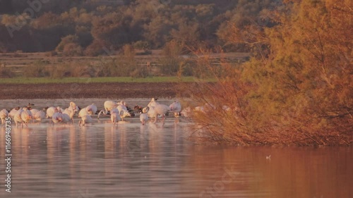 Wide shot of flamingos and ducks in a lagoon, with winter-colored bushes in the foreground and a dehesa landscape in the background. The soft sunset light enhances the tranquil, wintery atmosphere