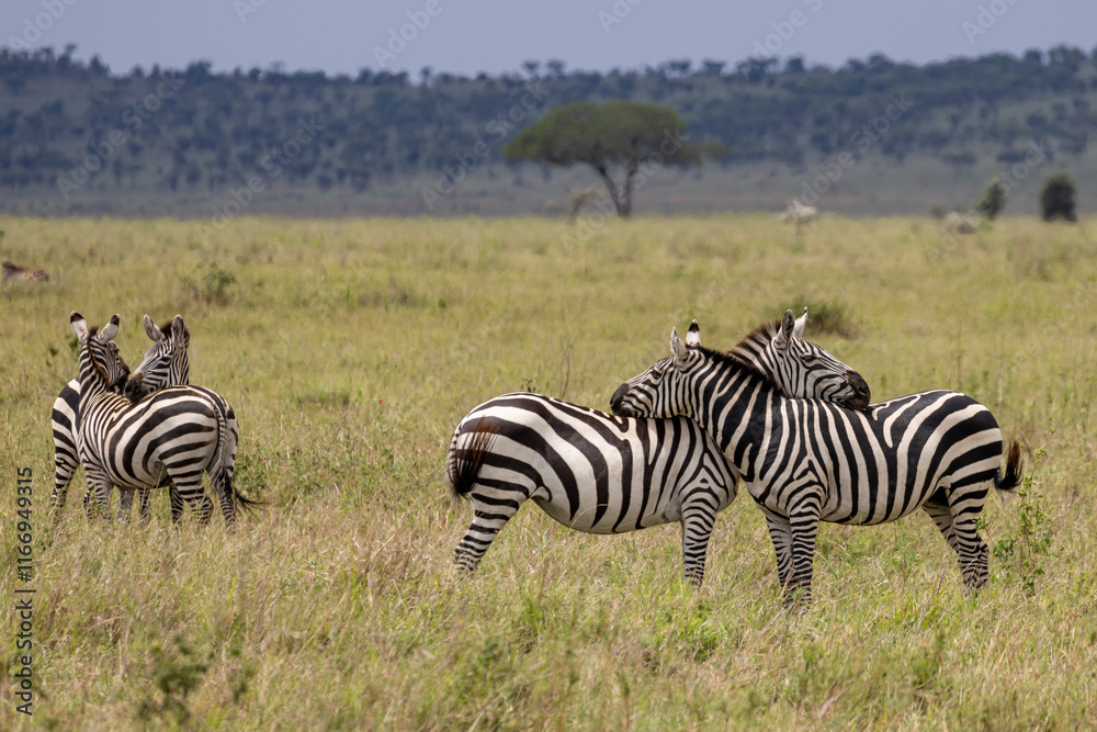 Obraz premium Zebra couples hugging each other in grassland Safari in Serengeti in Tanzania, East Africa