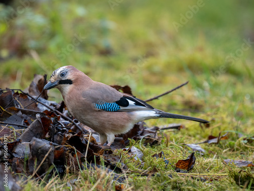 Eichelhäher (Garrulus glandarius) photo