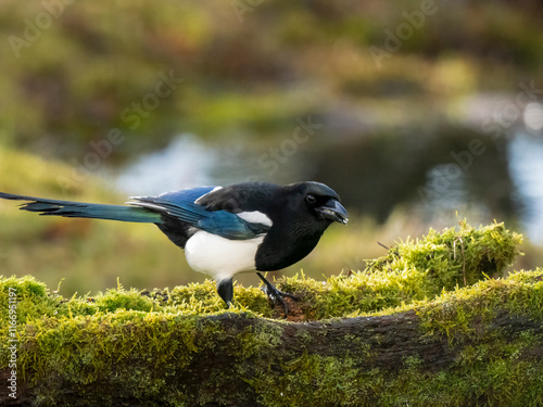 Elster (Pica pica) photo