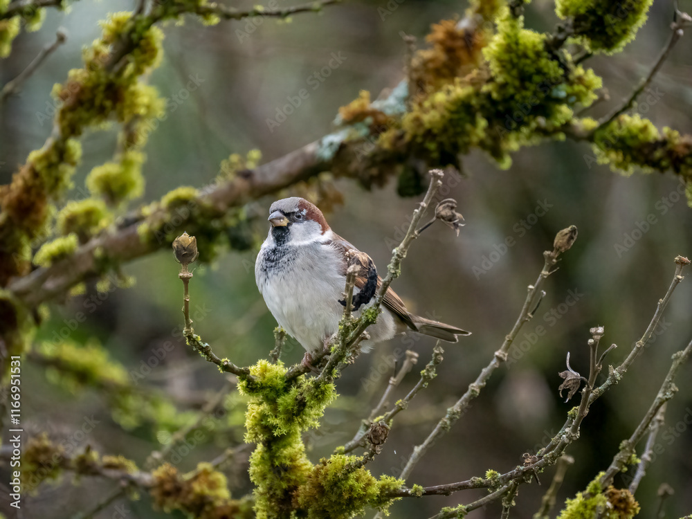 Fototapeta premium Haussperling (Passer domesticus)