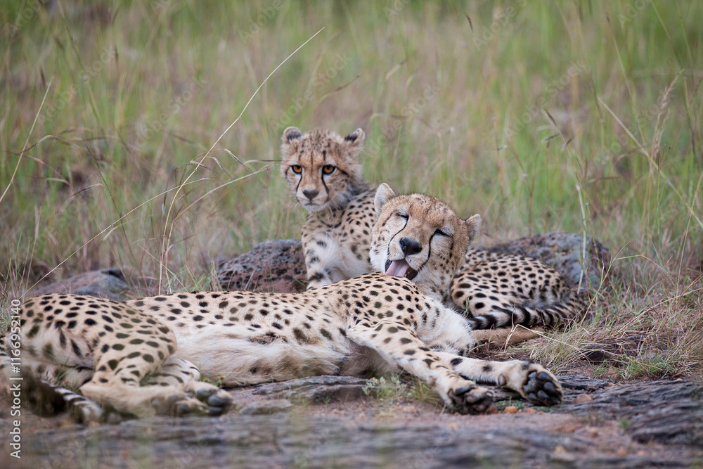 Naklejka premium cheetah and cub