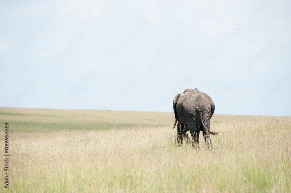 elephant in the field elephant in the field