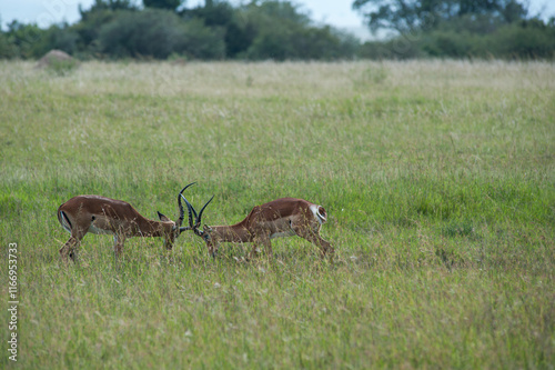 Canvas Print impala in the savannah