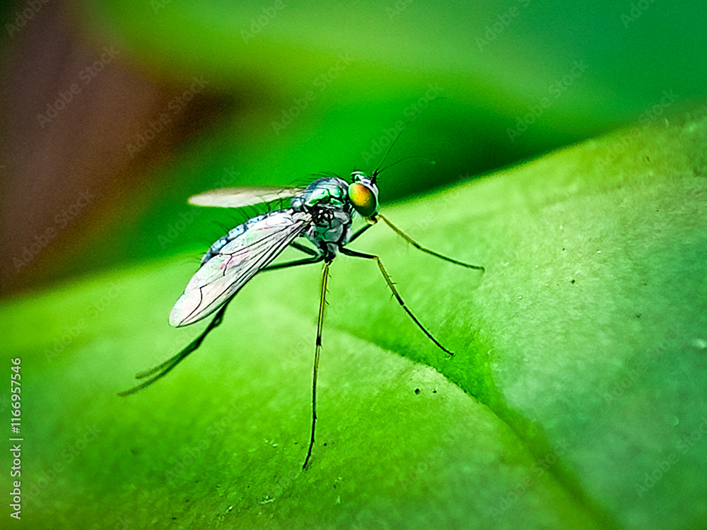 Obraz premium long legged fly (Condylostylus sipho)