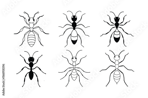 Harvester Ant (Pogonomyrmex) design, labeled line art vector illustration.