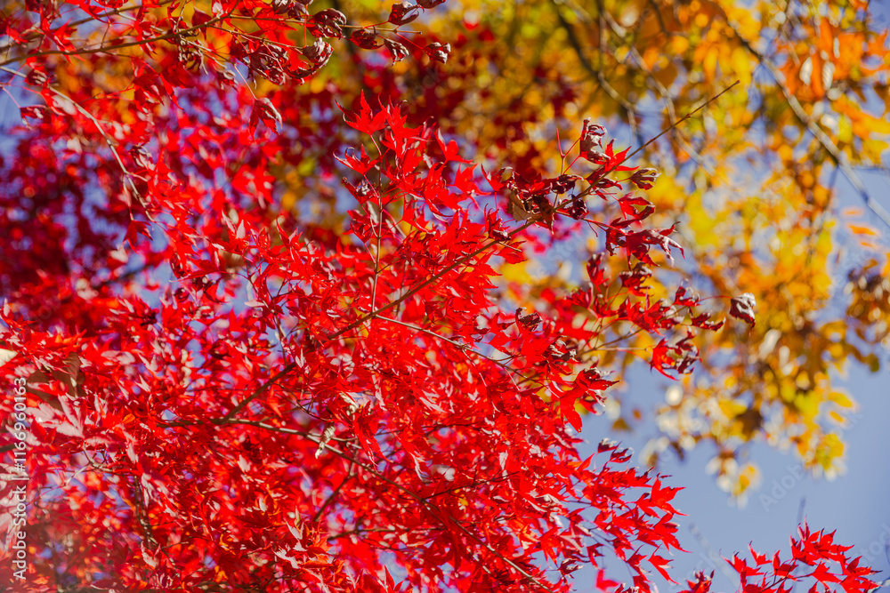 桜山公園　紅葉風景　紅葉　もみじ
紅葉狩り３