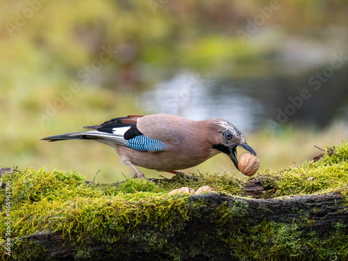 Eichelhäher (Garrulus glandarius) photo