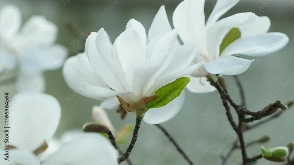 Beautiful white magnolia flowers move in the wind slow motion close up