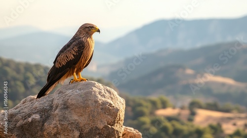 A Black Kite perched on a jagged rock in Monfrage, with the park's iconic landscape stretching out in the background. photo