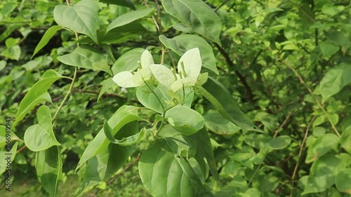 Wallpaper Mural Video shot of beautiful field flowers lasting against the background of green trees Torontodigital.ca