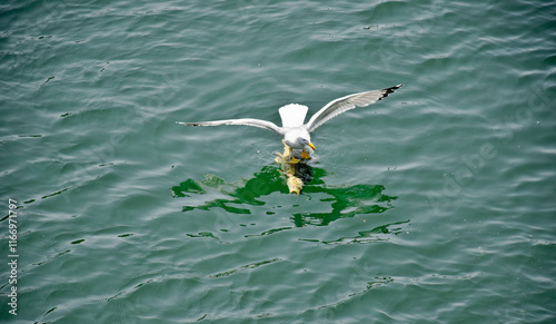 Seagull on a dead fish