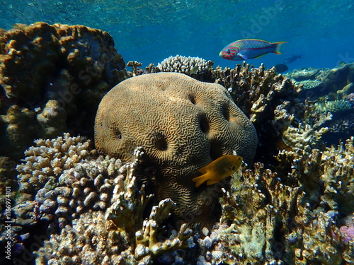 Lesser valley coral (Platygyra daedalea) undersea, Red Sea, Egypt, Sharm El Sheikh, Montazah Bay photo