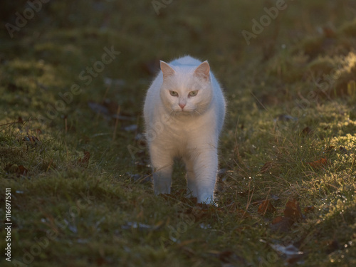 weiße Hauskatze im Garten photo