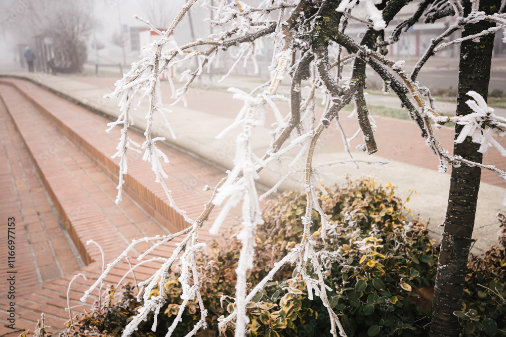 Magical foggy morning with frozen trees in the park Novi Sad Serbia