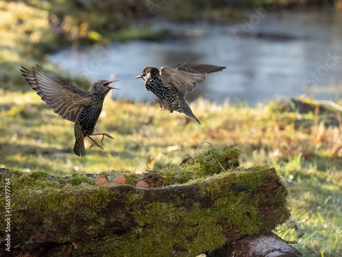 Buchfink (Fringilla coelebs) photo