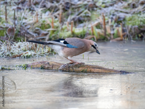 Eichelhäher (Garrulus glandarius)     photo