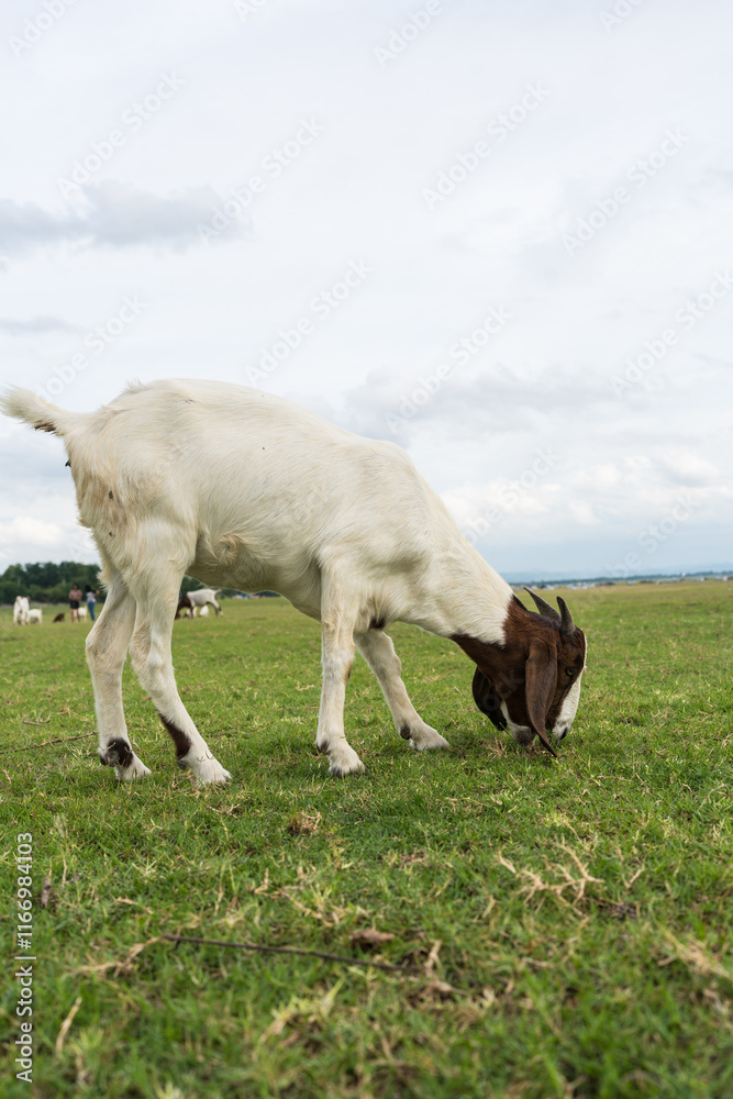 White and brown cute goat kid eating grass in green field in the Thailand countryside White and brown cute goat kid eating grass in green field in the Thailand countryside