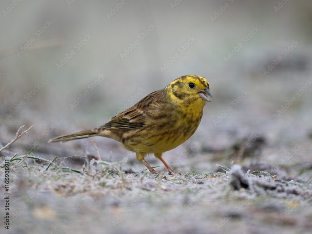 Goldammer (Emberiza citrinella) Goldammer (Emberiza citrinella)