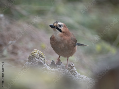 Eichelhäher (Garrulus glandarius) photo