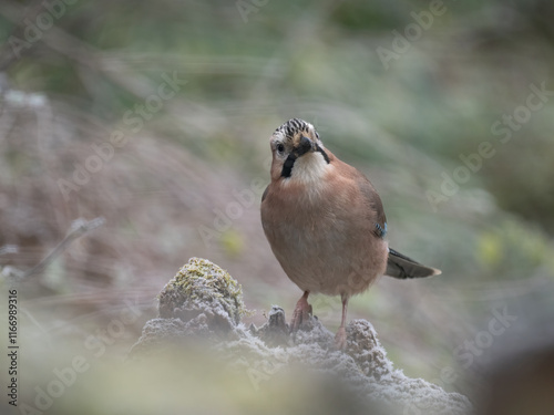 Eichelhäher (Garrulus glandarius) photo