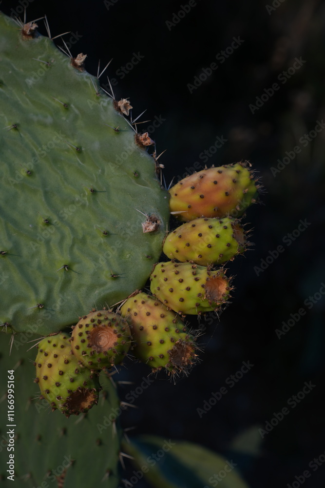 cactus in the desert cactus in the desert