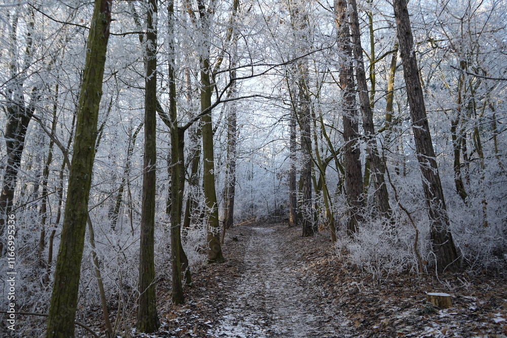 Hiking trail through snowy winter forest landscape Hiking trail through snowy winter forest landscape