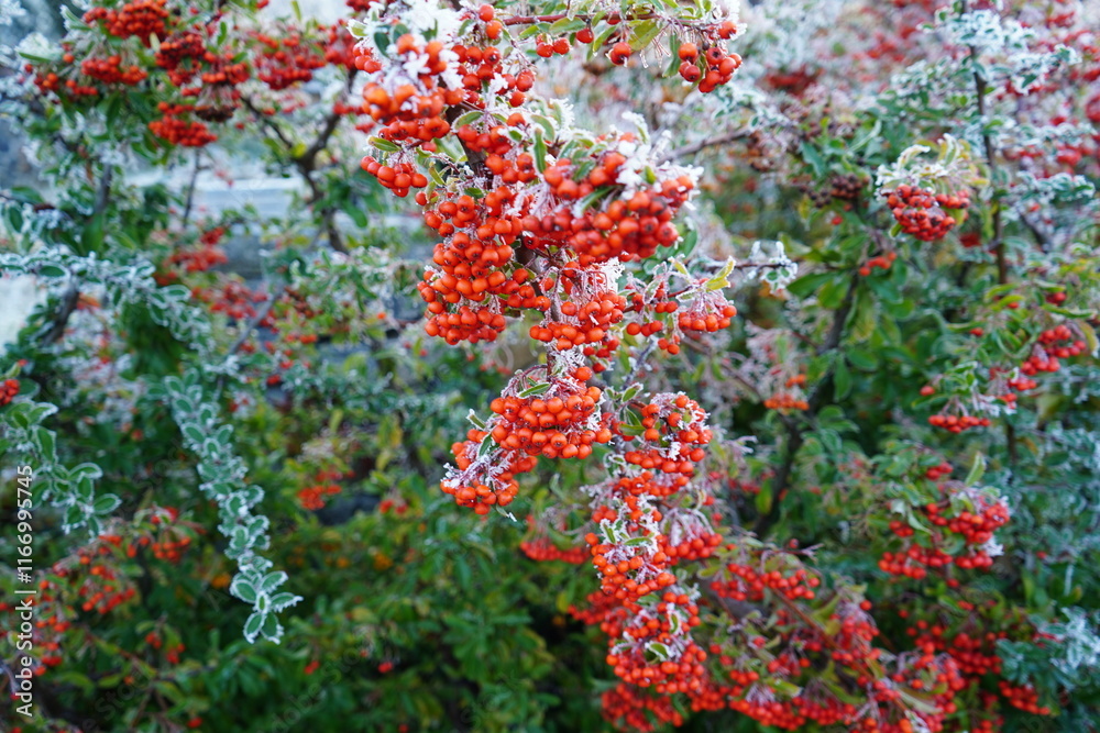Red berries covered with frost on a bush in winter Red berries covered with frost on a bush in winter