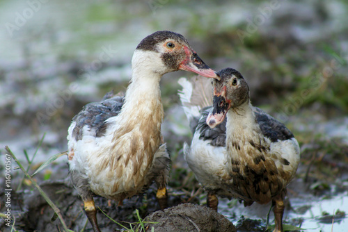 A photo showcasing two ducks foraging for food in a muddy puddle on a farm during the morning hours.