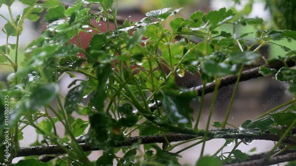 light rain falls on the leaves of the trees and plants. light rain falls on the leaves of the trees and plants.