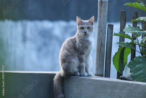 a beautiful and graceful cat sits peacefully on a cement fence in front of a charming house porch. with its calm and poised demeanor, offering a perfect moment of tranquility in a cozy outdoor setting