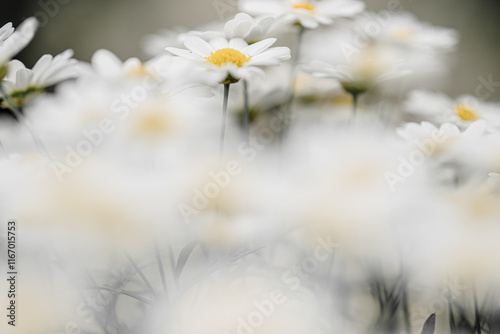 Daisy flowers in a field at summer. photo