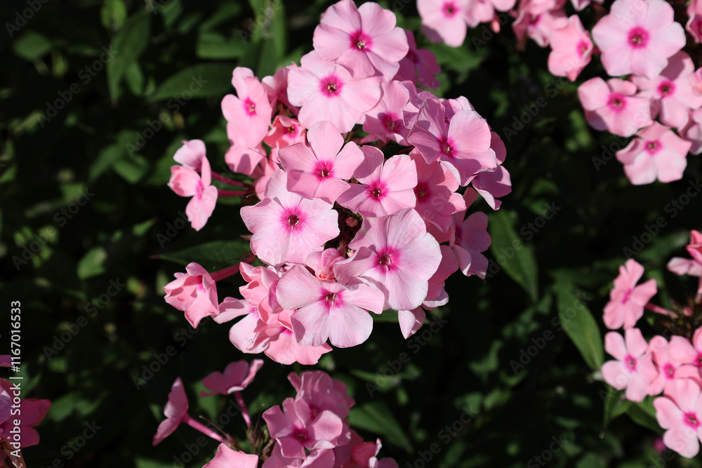 pink phlox flowers with red center bloom against blurred green background pink phlox flowers with red center bloom against blurred green background