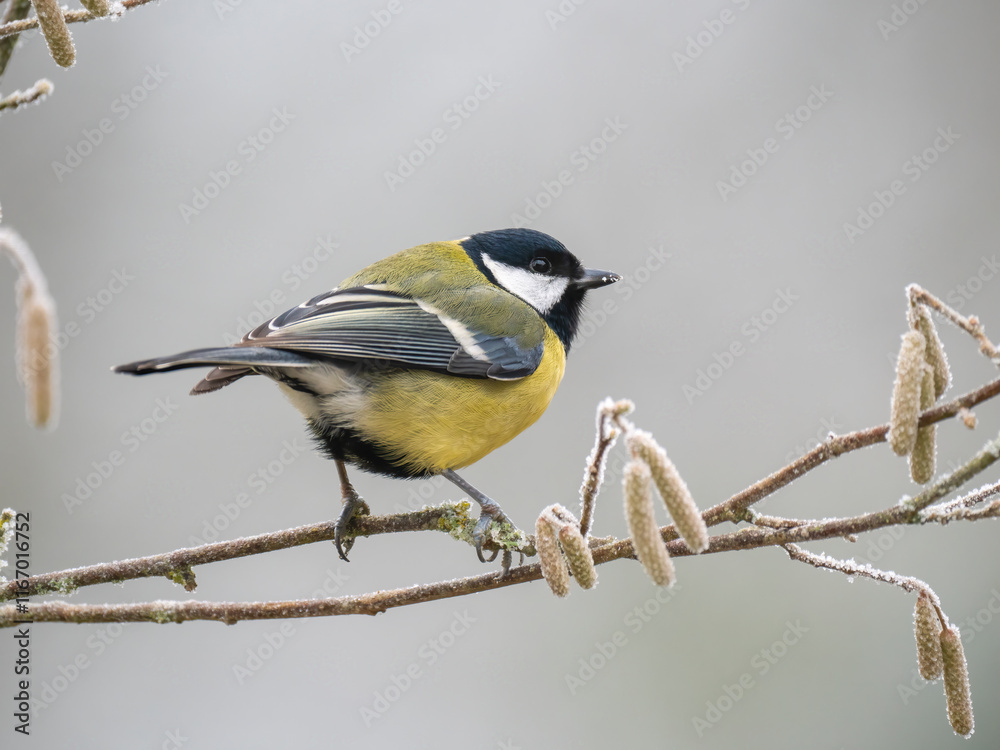 Obraz premium Kohlmeise (Parus major)