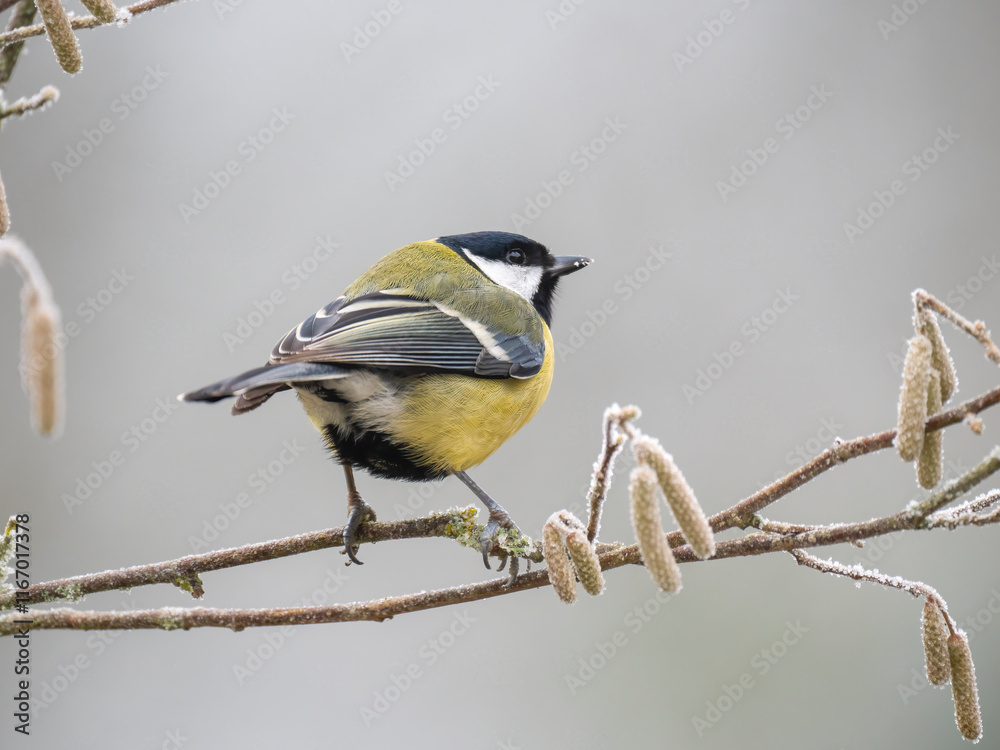 Naklejka premium Kohlmeise (Parus major)