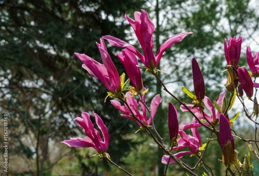 Obraz premium Beautiful blooming Magnolia Susan (Magnolia liliiflora x Magnolia stellata) with large pink flowers and buds in spring garden. Selective focus. Nature concept for design