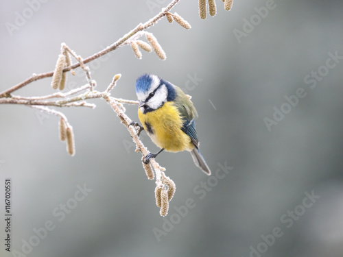 Blaumeise (Cyanistes caeruleu) photo