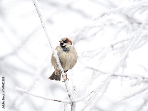 Haussperling (Passer domesticus) photo