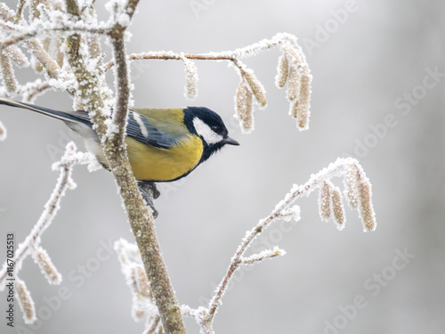 Kohlmeise (Parus major) photo