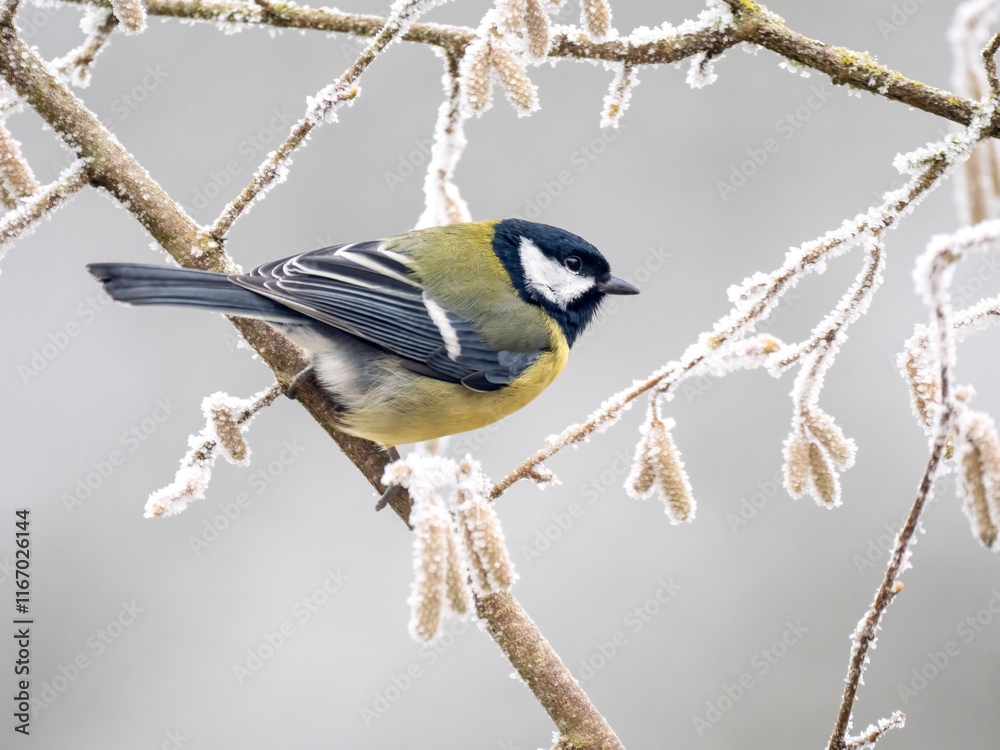 Obraz premium Kohlmeise (Parus major)
