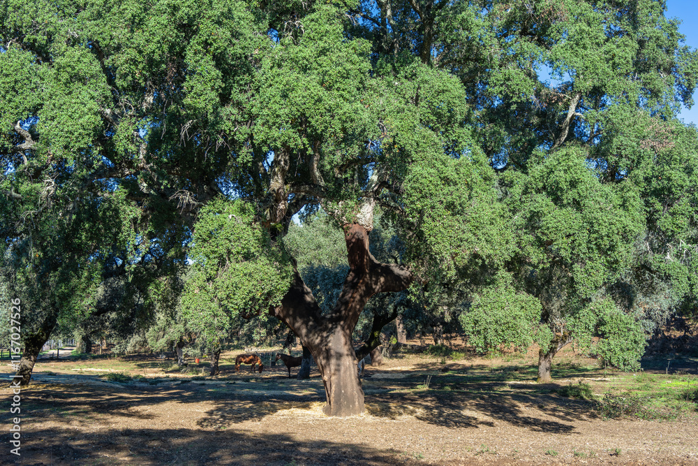 Fototapeta premium A mature cork oak tree with stripped bark in a pig farm. The acorns feed the pigs, and the bark is used for cork production. Sierra de Aracena, Spain.