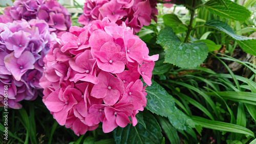 Bright pink hydrangea in summer garden