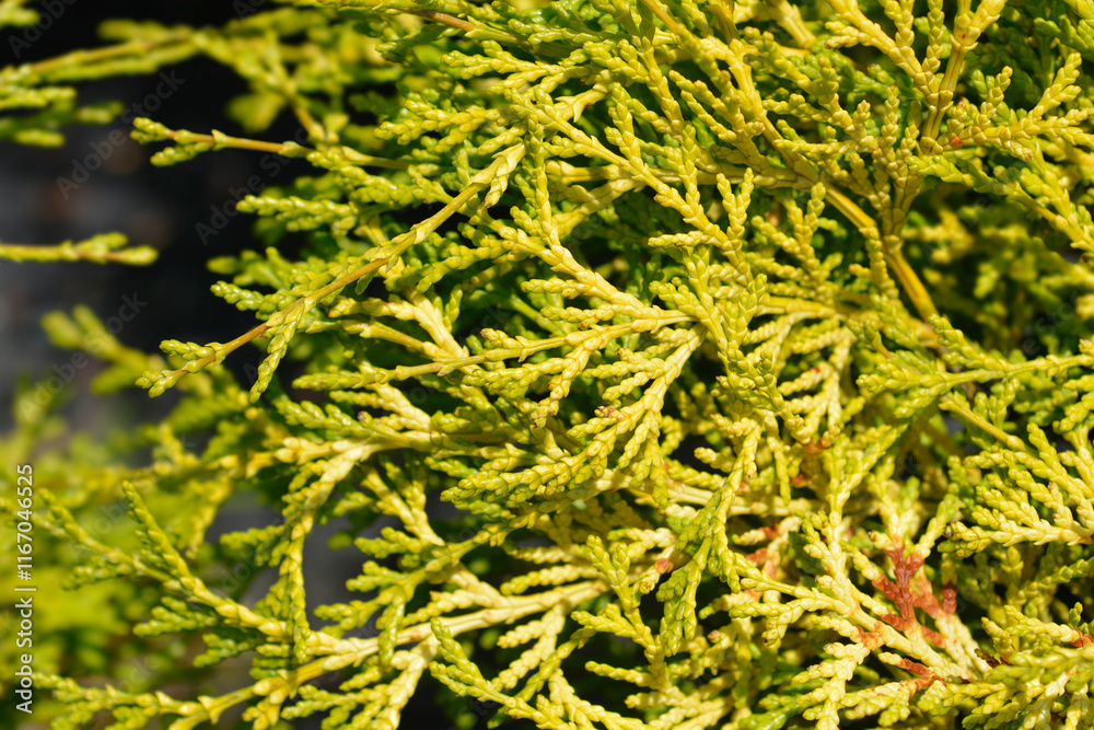 Hinoki cypress Teddy Bear branch Hinoki cypress Teddy Bear branch
